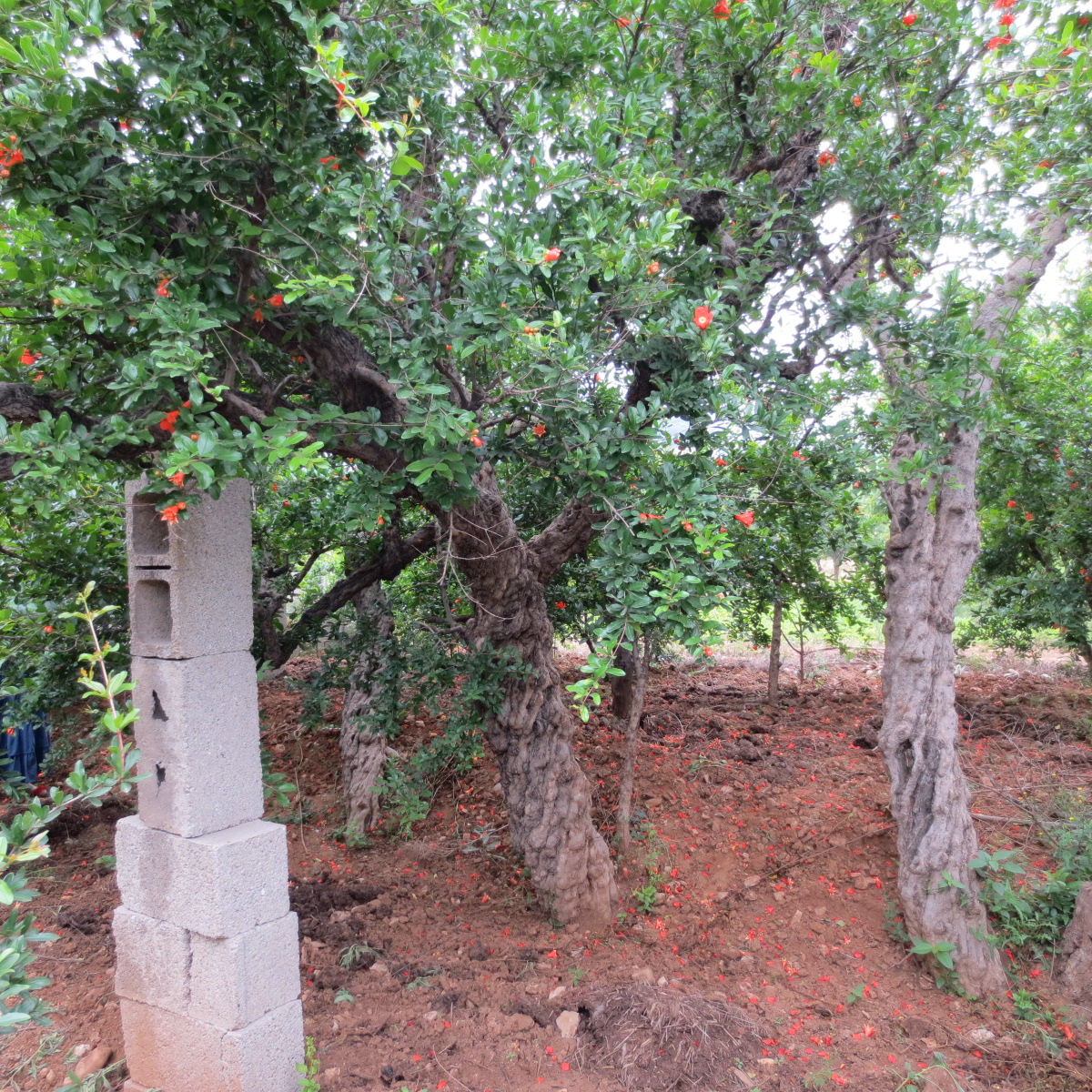 怎样能养好石榴,养盆栽石榴记住这几个技巧