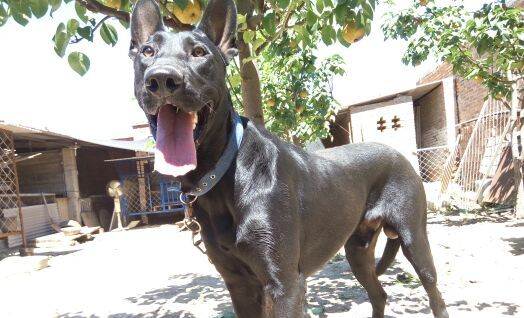 怎么跟小狗狗对战,怎么和狗对抗防止被咬