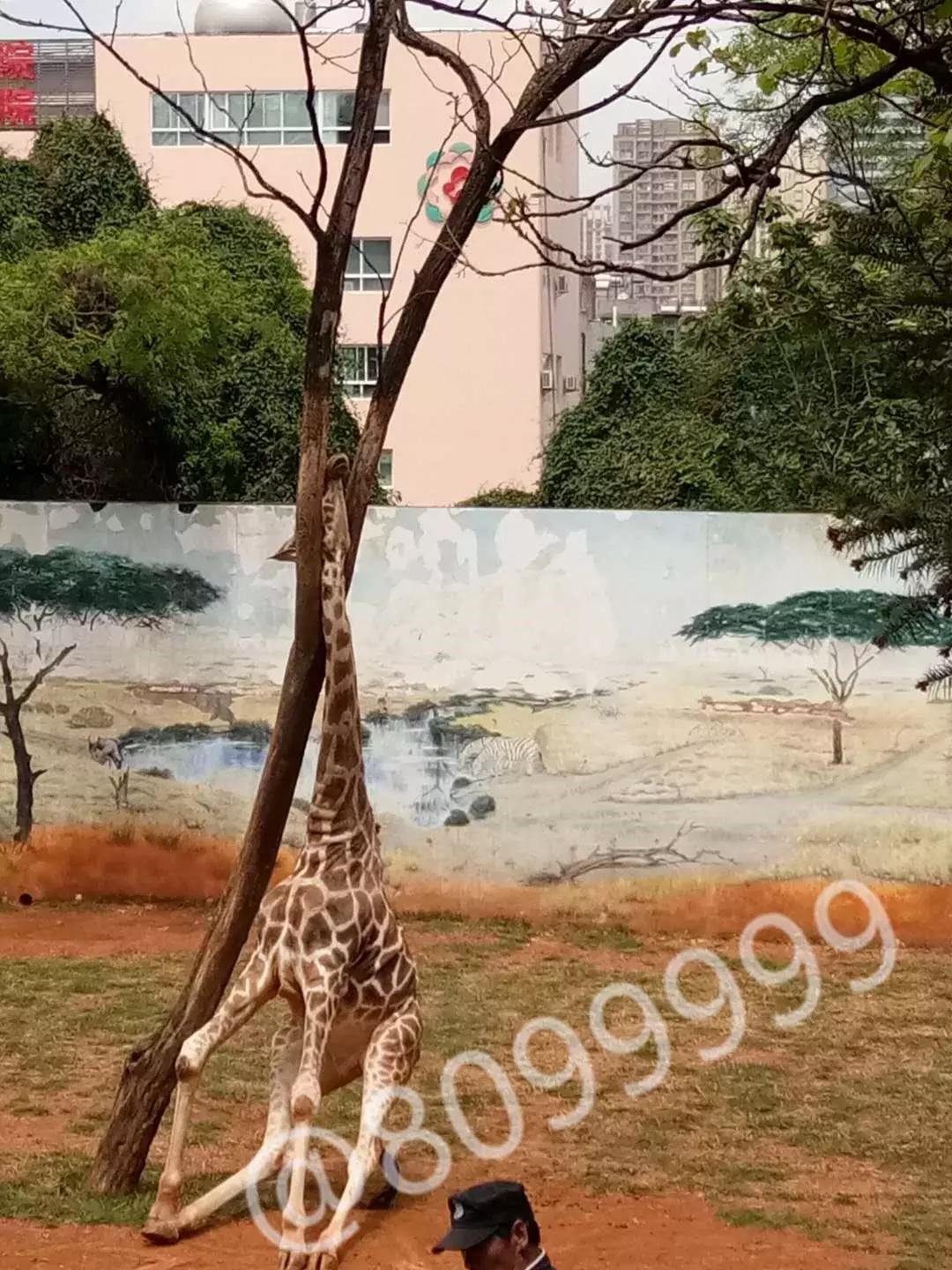 长颈鹿海荣视频,长颈鹿受伤倒地