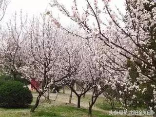 沈阳周边乡村旅游景点推荐,沈阳周边小众山水