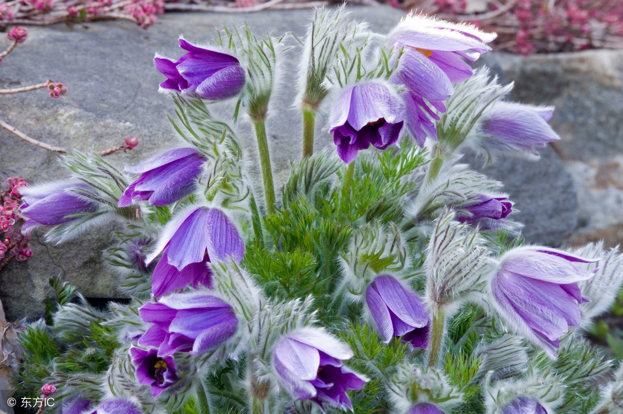 中药宝典:白头翁——好好地老头怎么成了中药名