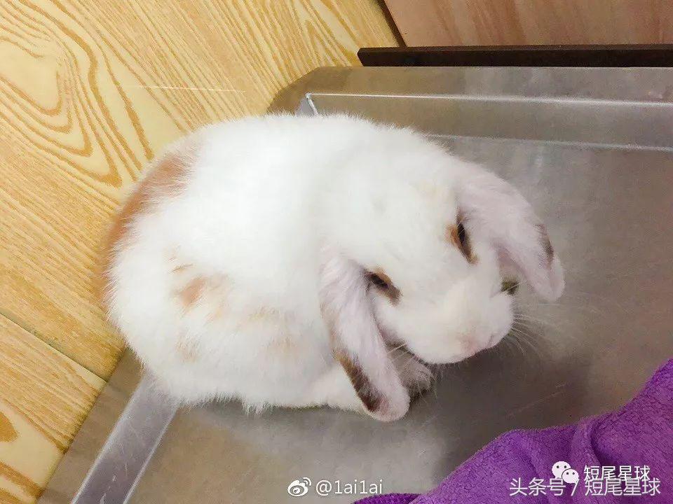 宠物兔子要打疫苗,兔子体外驱虫用什么药好