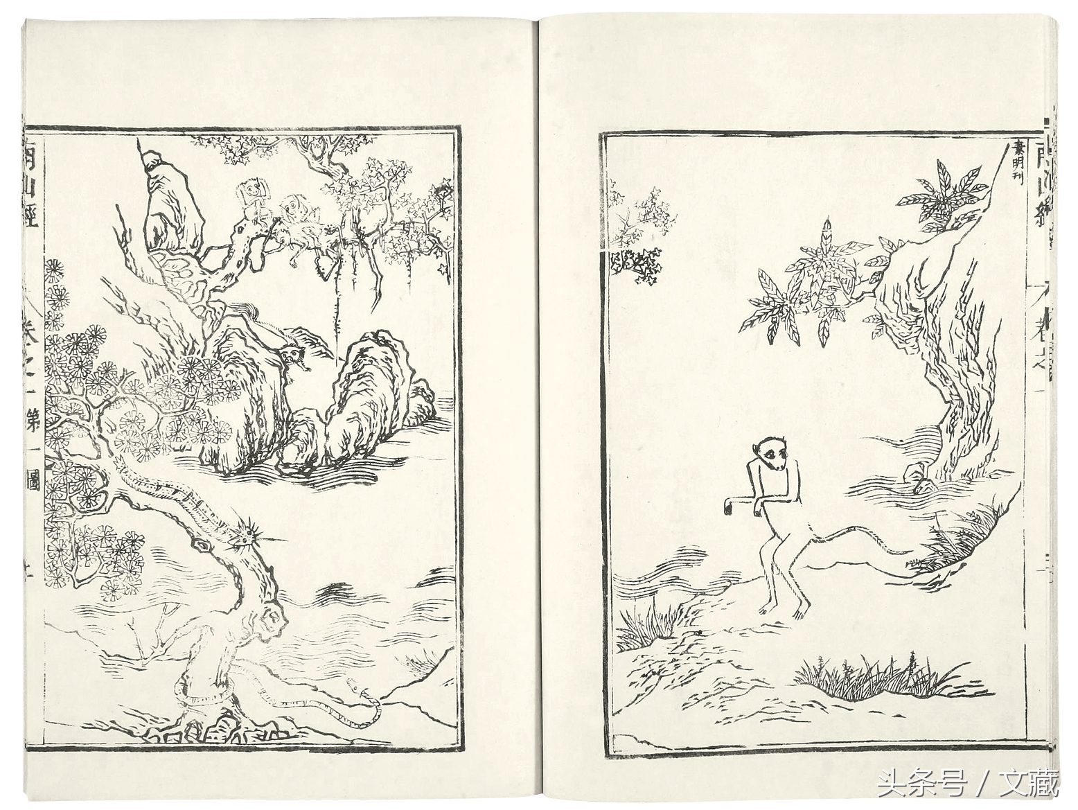 有用而鄙贱，无用而高贵——猴与猿的迥异待遇