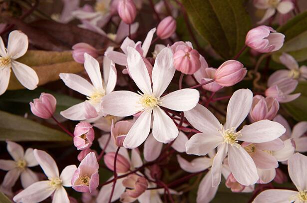 刚买回来的铁线莲怎么养,铁线莲怎么那么贵