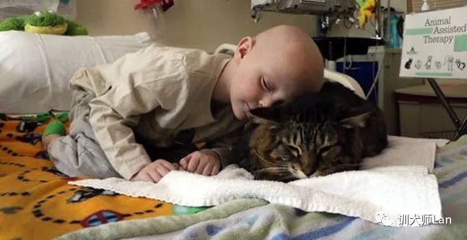 什么是治疗犬？我的狗狗可以做治疗犬去帮助有需要的人吗？