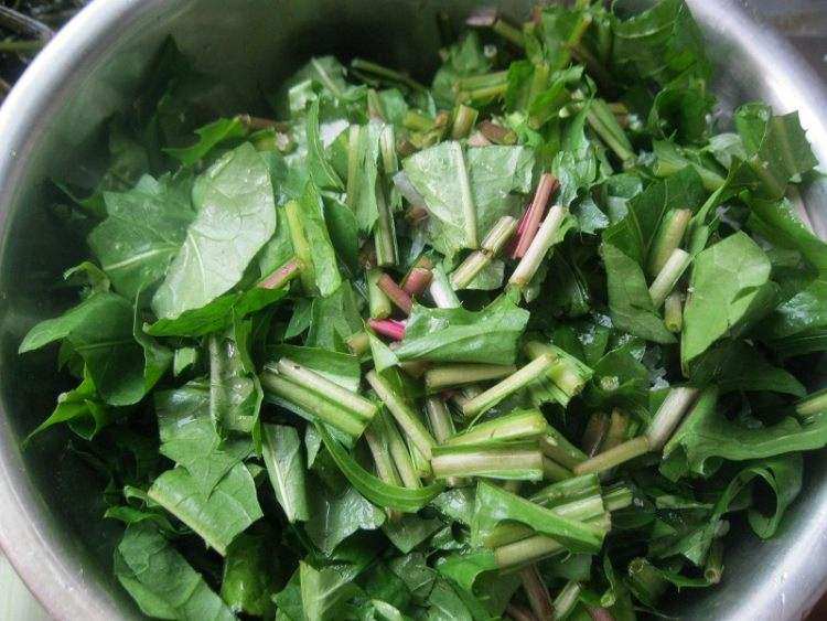 婆婆丁是蒲公英的别名,婆婆丁的学名是蒲公英吗