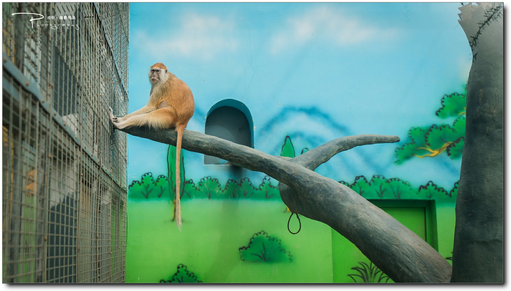 鍔ㄧ墿鍥悓瀹犳涔愬,鍔ㄧ墿鍥噹鐢熷姩鐗╃伅鍏夌