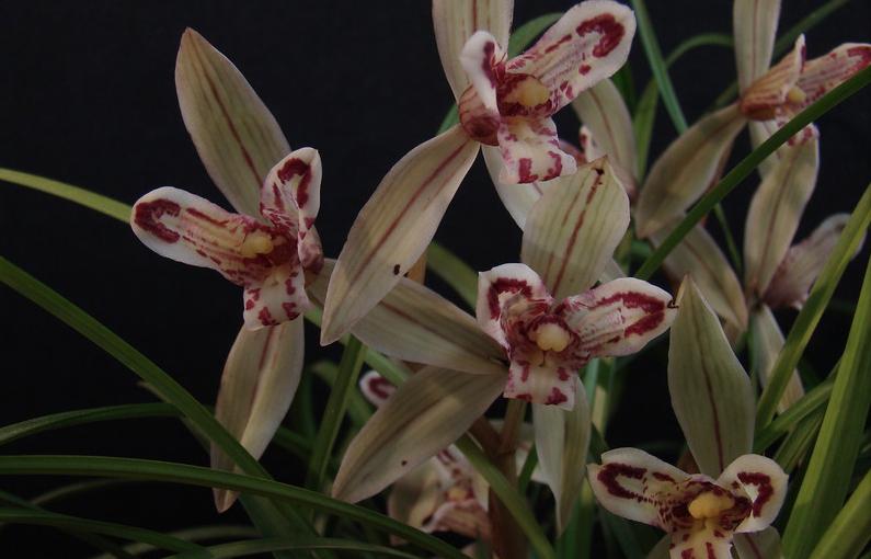 如何鉴别兰花的好坏和价值,发现买到假兰花怎么办