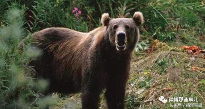 皮卡丘站起来为什么变成了皮卡丘,皮卡丘是不是皮卡丘