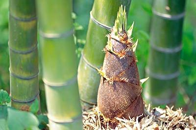 竹笋的做法最经典的三种吃法,竹笋最好吃的做法和步骤