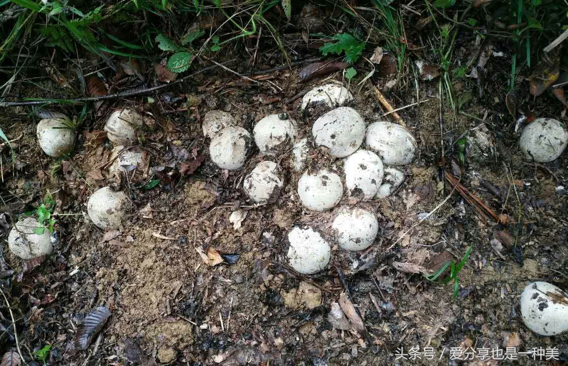 农村粪里面的肉虫子是什么,农村粪堆里的白虫子
