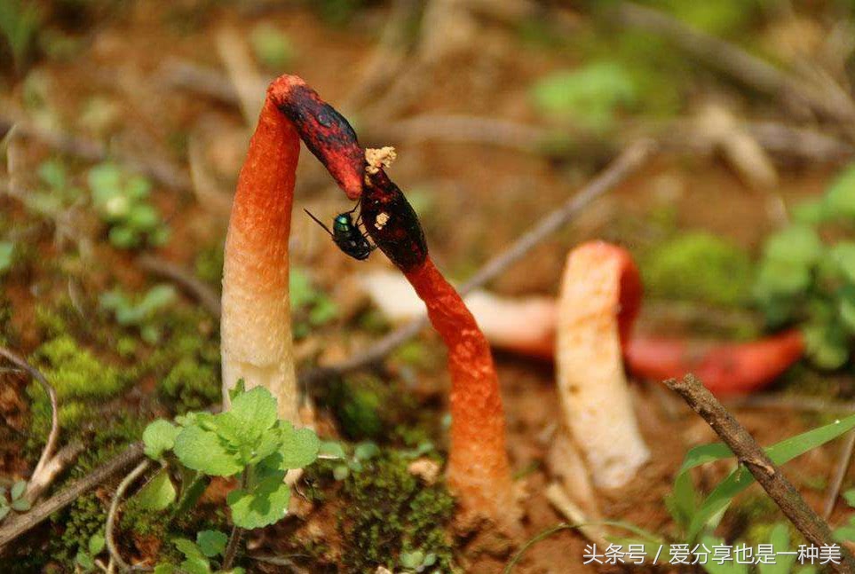 农村粪里面的肉虫子是什么,农村粪堆里的白虫子