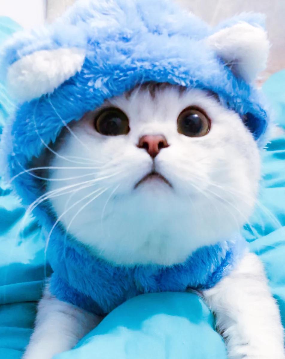 猫咪不喜欢穿戴项圈怎么办,猫咪会习惯穿衣服吗