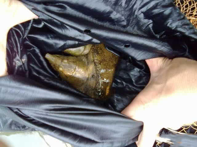 钓到野生甲鱼有什么预兆,钓到一只野生甲鱼视频