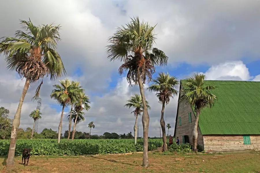 古巴的雪茄烟叶为什么这么特别,古巴雪茄烟种植