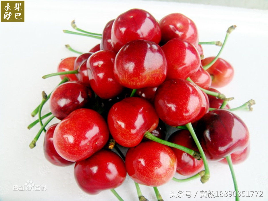 樱桃的季节和品种介绍,樱桃的品种有哪些及介绍