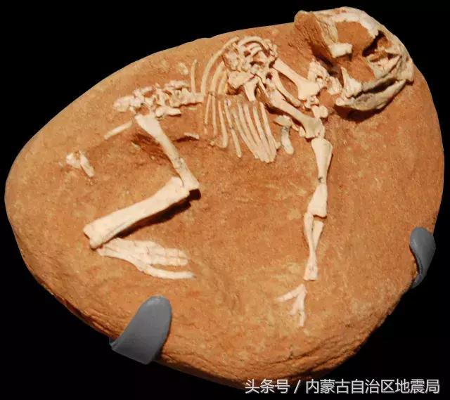 洗干净的恐龙,不可驯服的恐龙