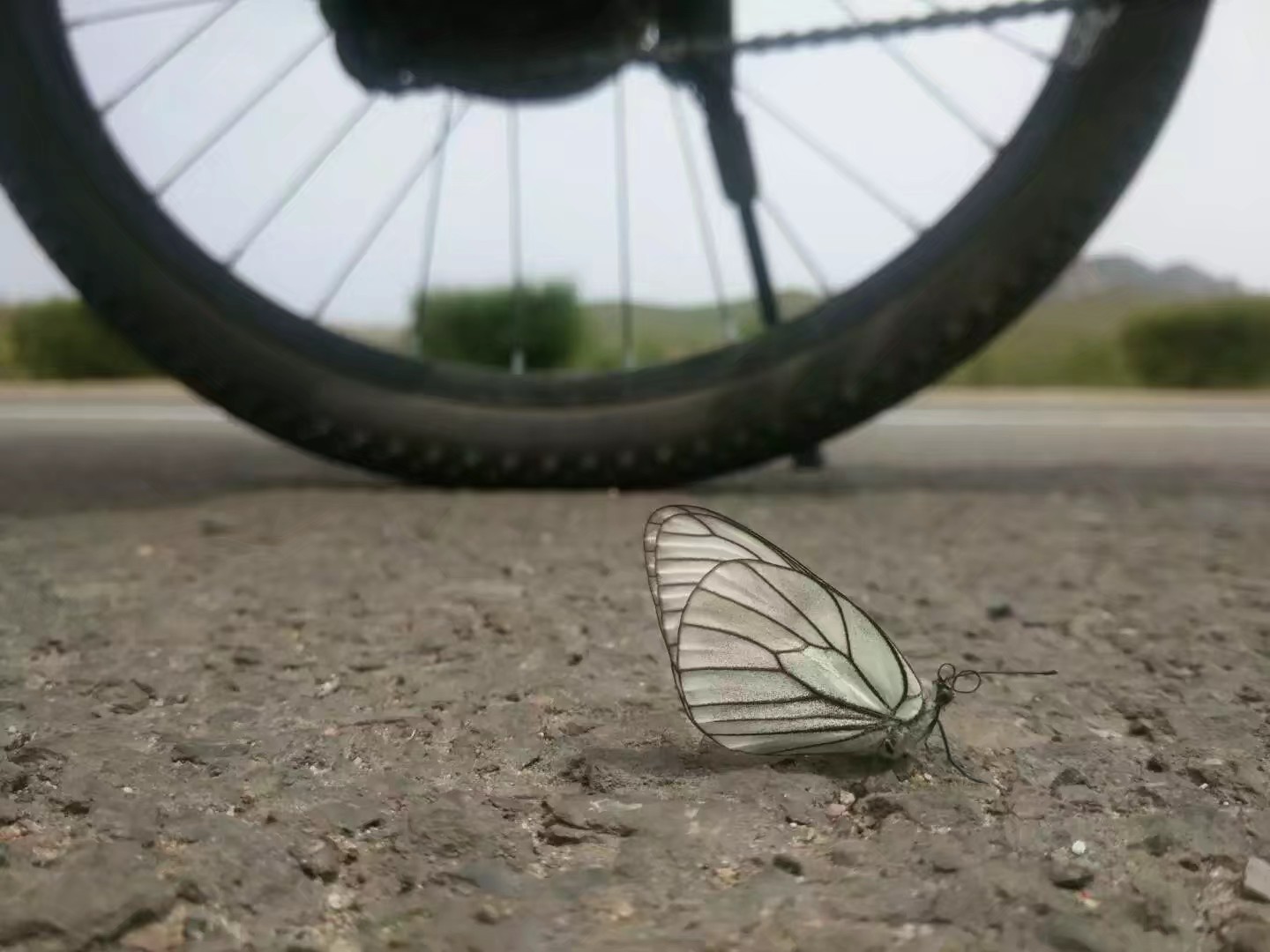自驾车赤峰到通辽多远,骑行内蒙古331国道