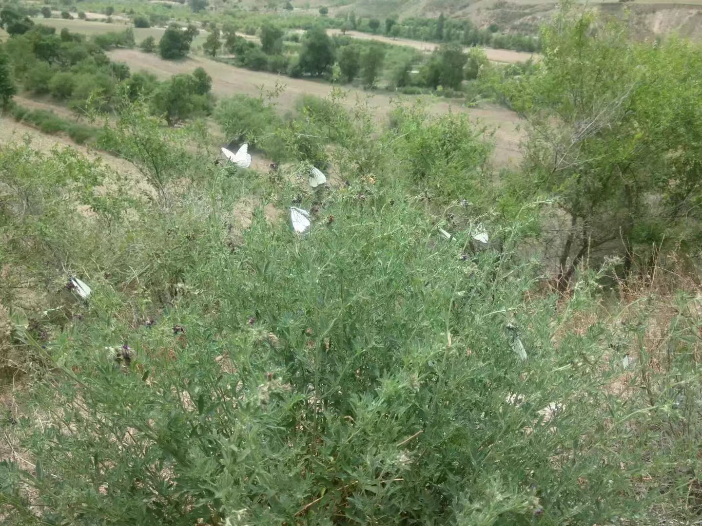 自驾车赤峰到通辽多远,骑行内蒙古331国道