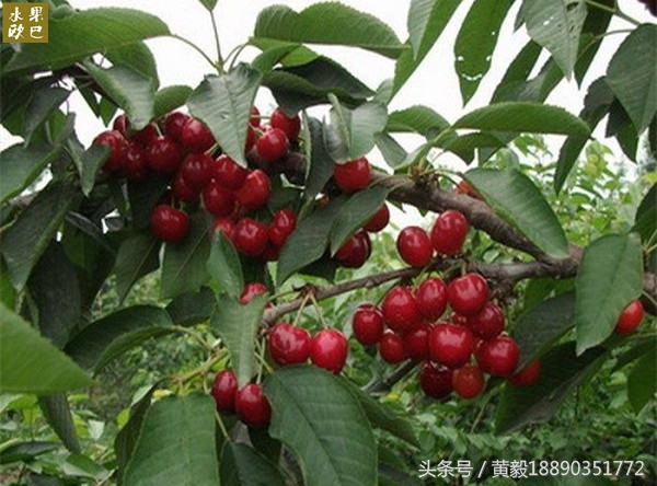 樱桃的季节和品种介绍,樱桃的品种有哪些及介绍