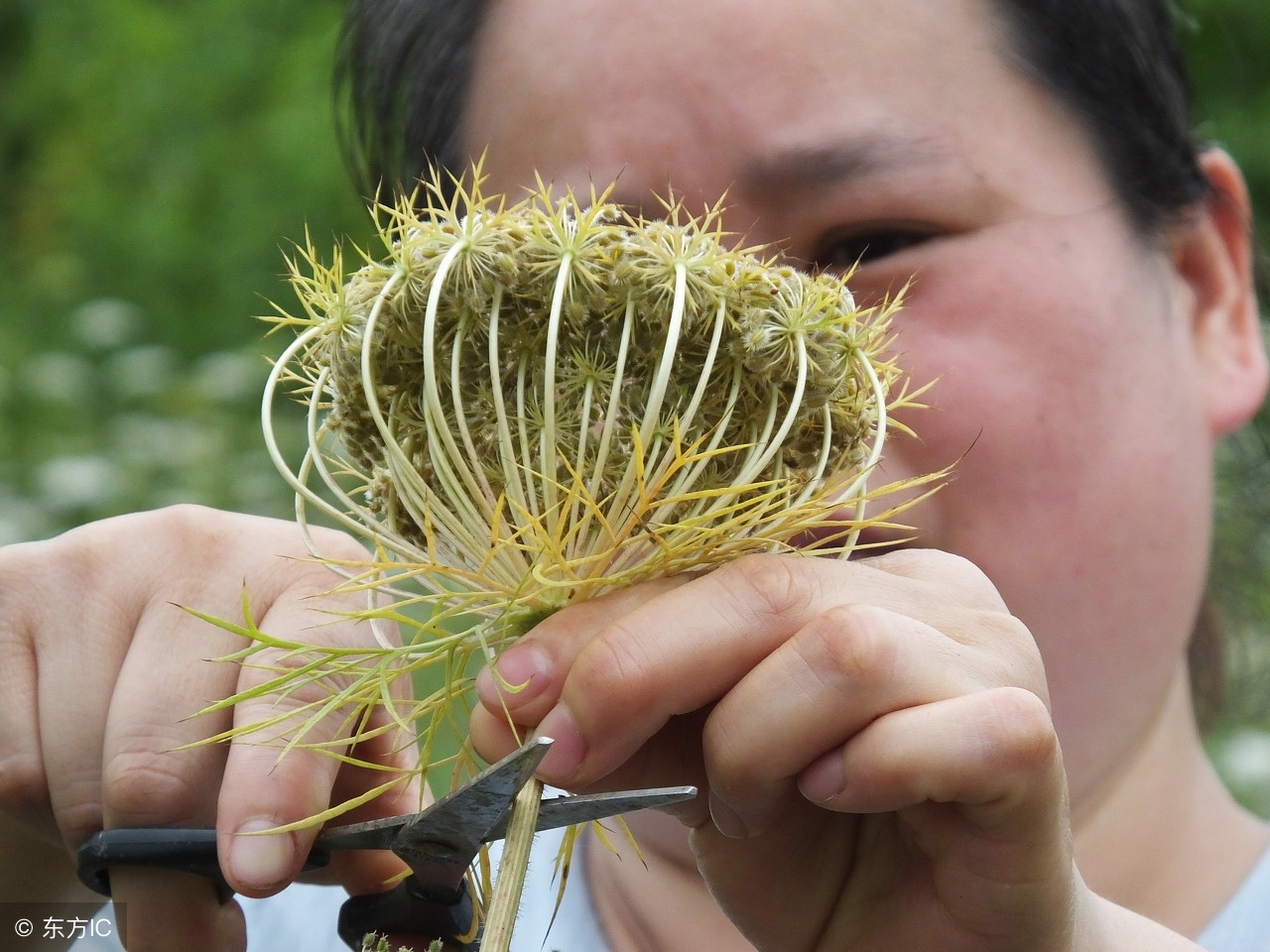 发现滋补中药材：“蛇床子”平喘，祛风，杀虫，建议收藏