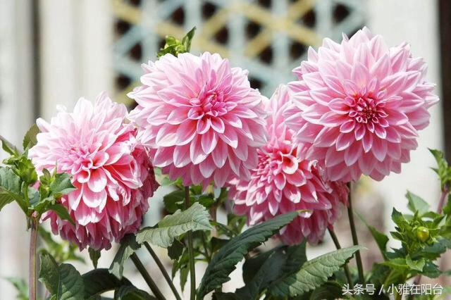 大丽花如何长得高开花多,养大丽花有讲究吗