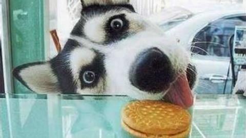 西伯利亚雪橇犬和哈士奇的区别,西伯利亚雪橇犬与哈士奇一样么