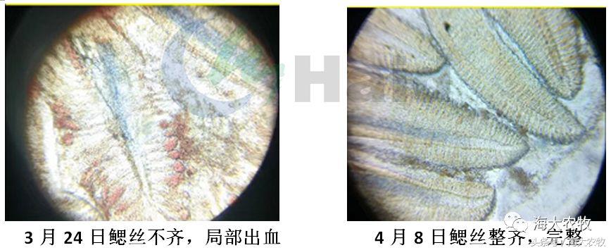 鱼饲料投喂的正确方法,鱼肠道膜薄怎么引起的