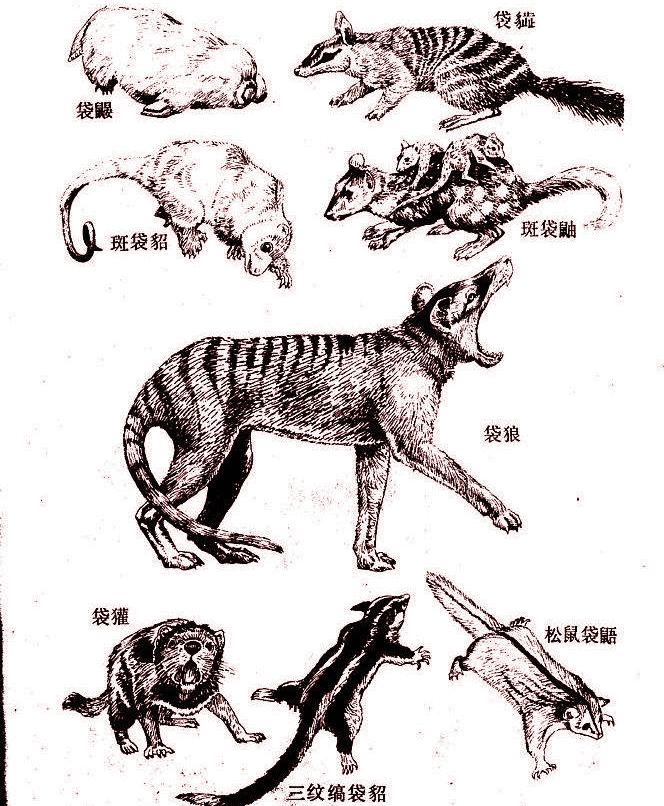 袋鼠为什么不是澳洲来的,澳大利亚为什么那么多种袋鼠