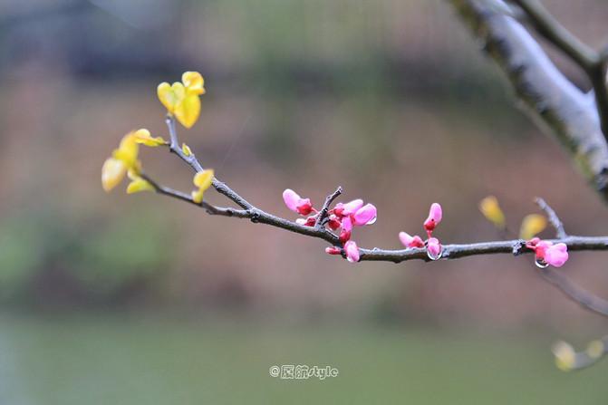 踏春去哪儿,沐川竹海好玩的地方有哪些