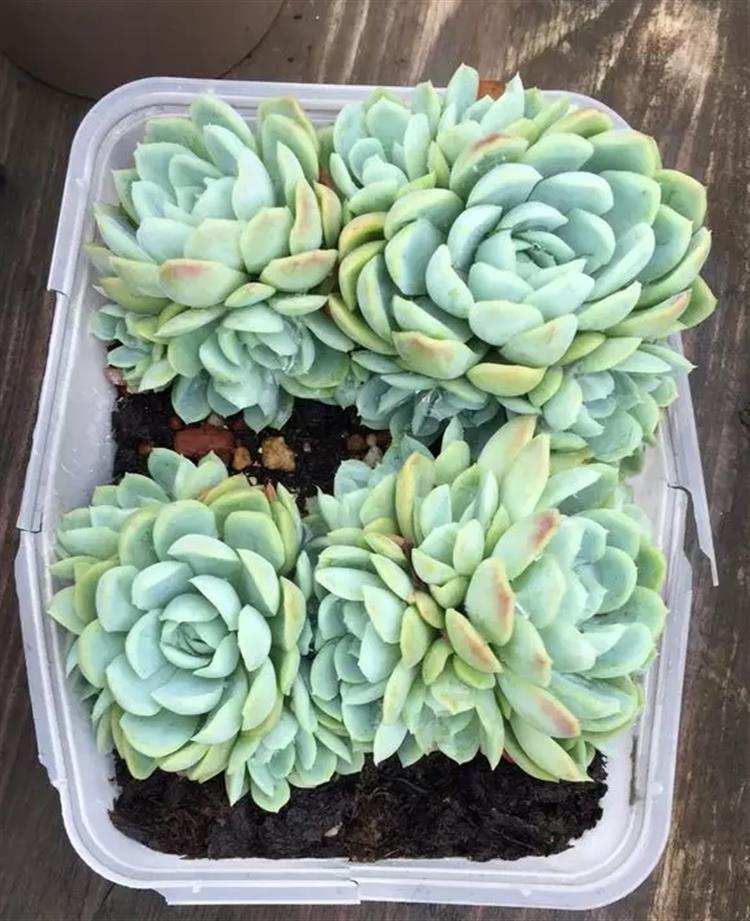 多肉居然能有这么顽强的生存,多肉可以养成什么样的小萌物