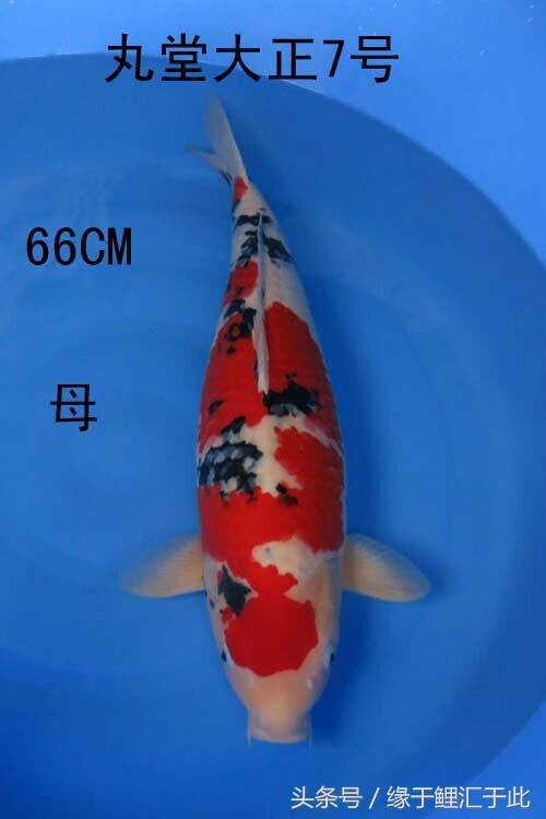 锦鲤水中亚硝酸盐标准,亚硝酸盐过多会导致锦鲤烂身吗