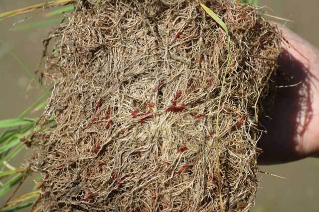 水田的优缺点及解决方案,农业灌溉问题