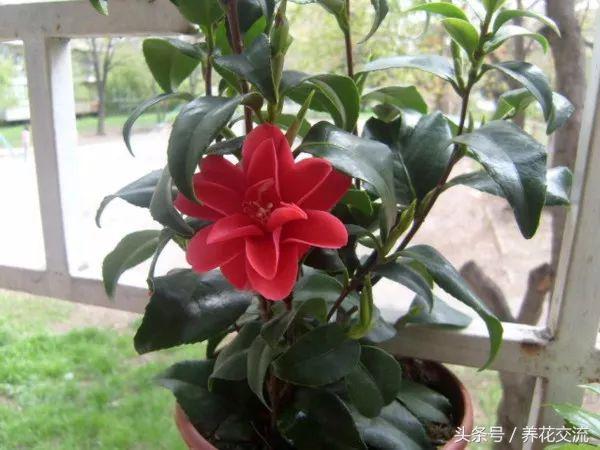 在室内养花什么花最好养,家庭养花有哪些花卉