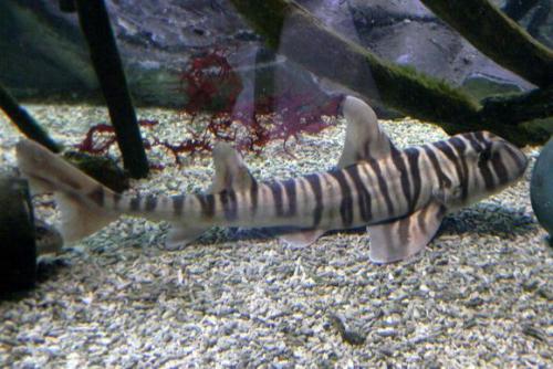 海边游玩鲨鱼,海边游玩注意事项