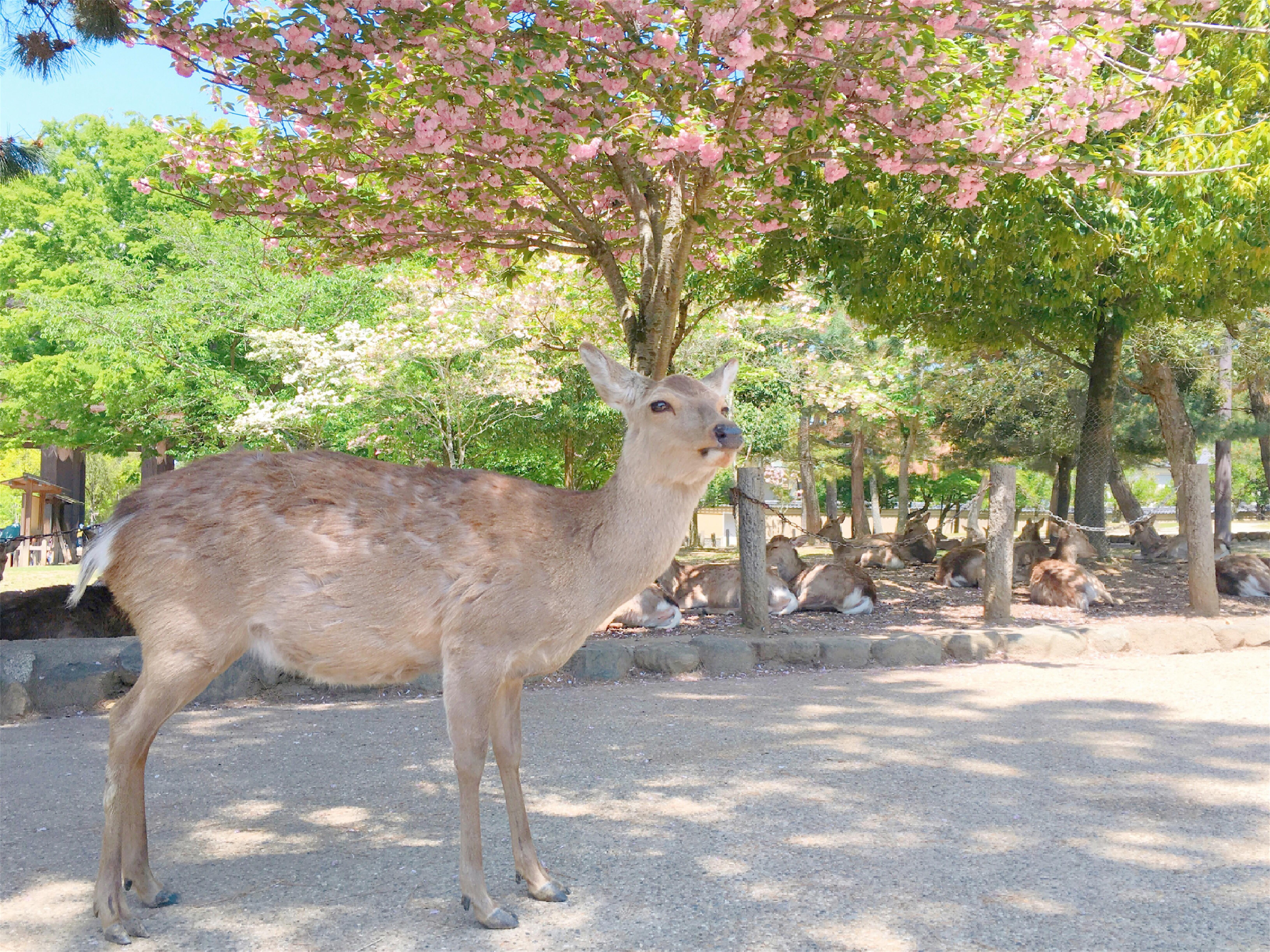 日本东京必买母婴产品清单,日本心斋桥母婴专卖店