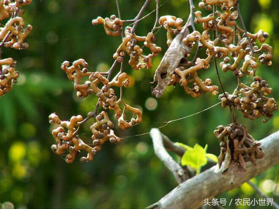 农村这五种野果个个常见，好吃又营养有的上百元一斤，你吃过吗？