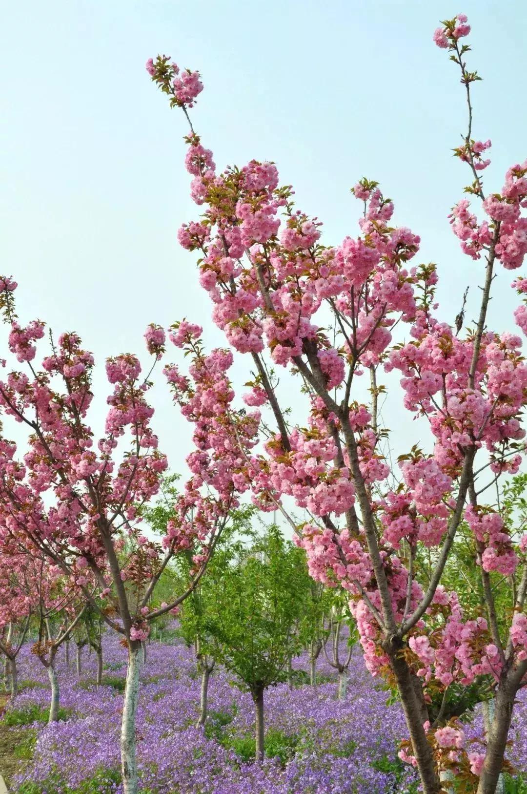 四月飘雪缘是樱，蓝调庄园晚樱盛景正当时！