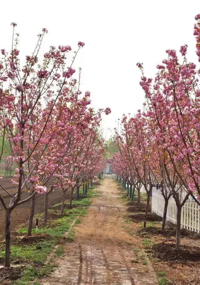 四月飘雪缘是樱，蓝调庄园晚樱盛景正当时！