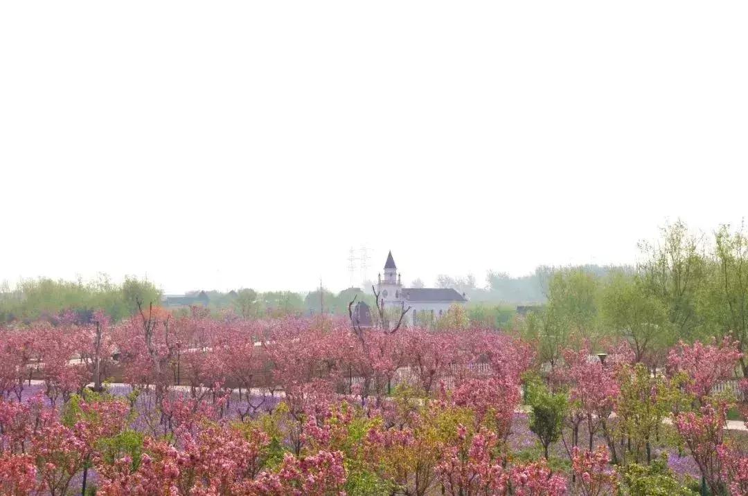 四月飘雪缘是樱，蓝调庄园晚樱盛景正当时！