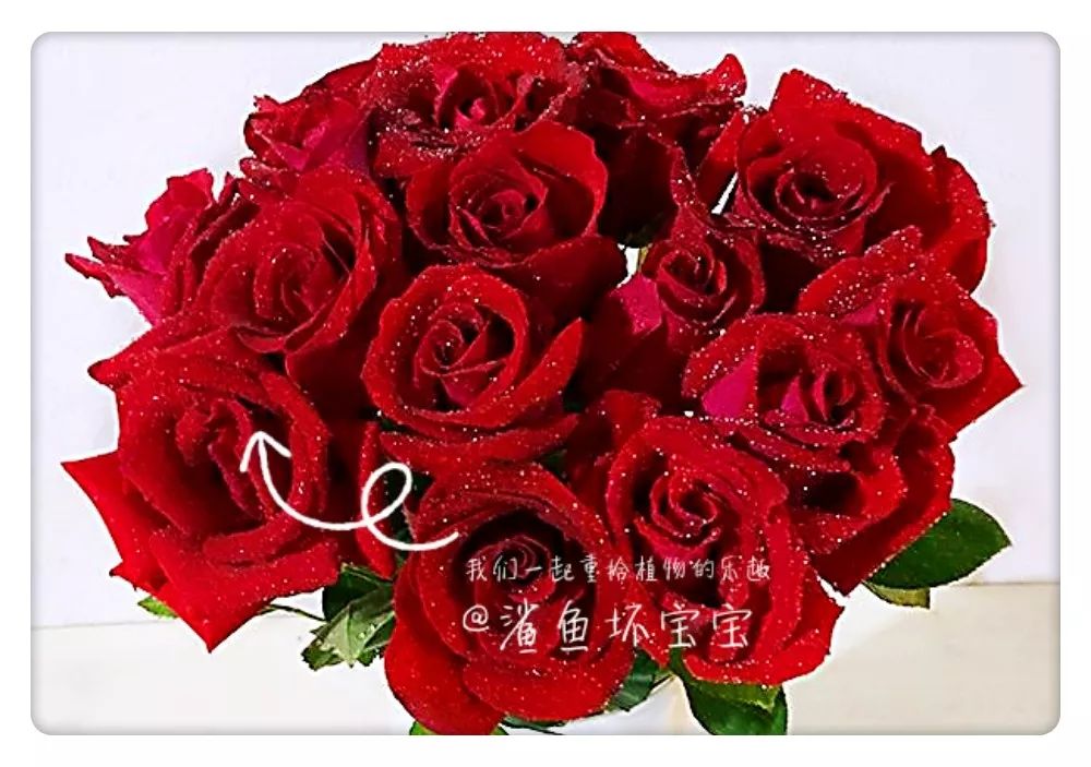 植物世界已发现了多少种植物,植物世界奇花异草