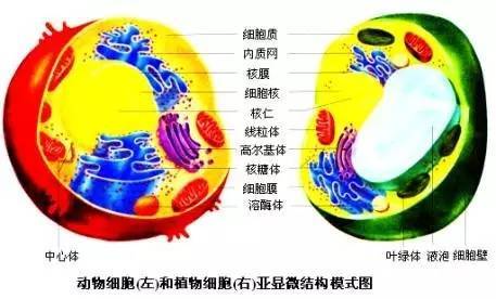 初中生物知识点总结北师大版,初中生物知识点总结及实验图