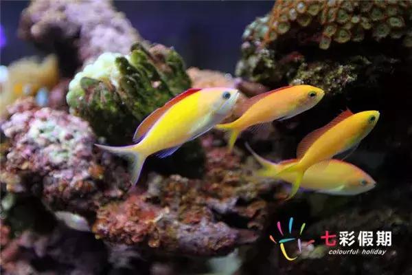 帕劳共和国安全吗,帕劳物价贵吗