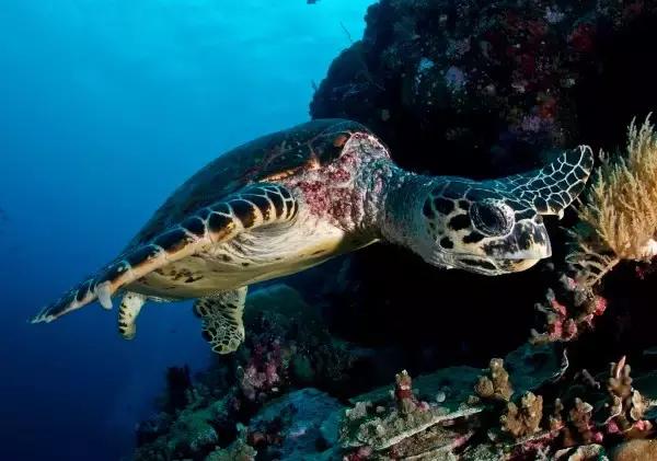 帕劳的旅游咋样,帕劳森旅游攻略