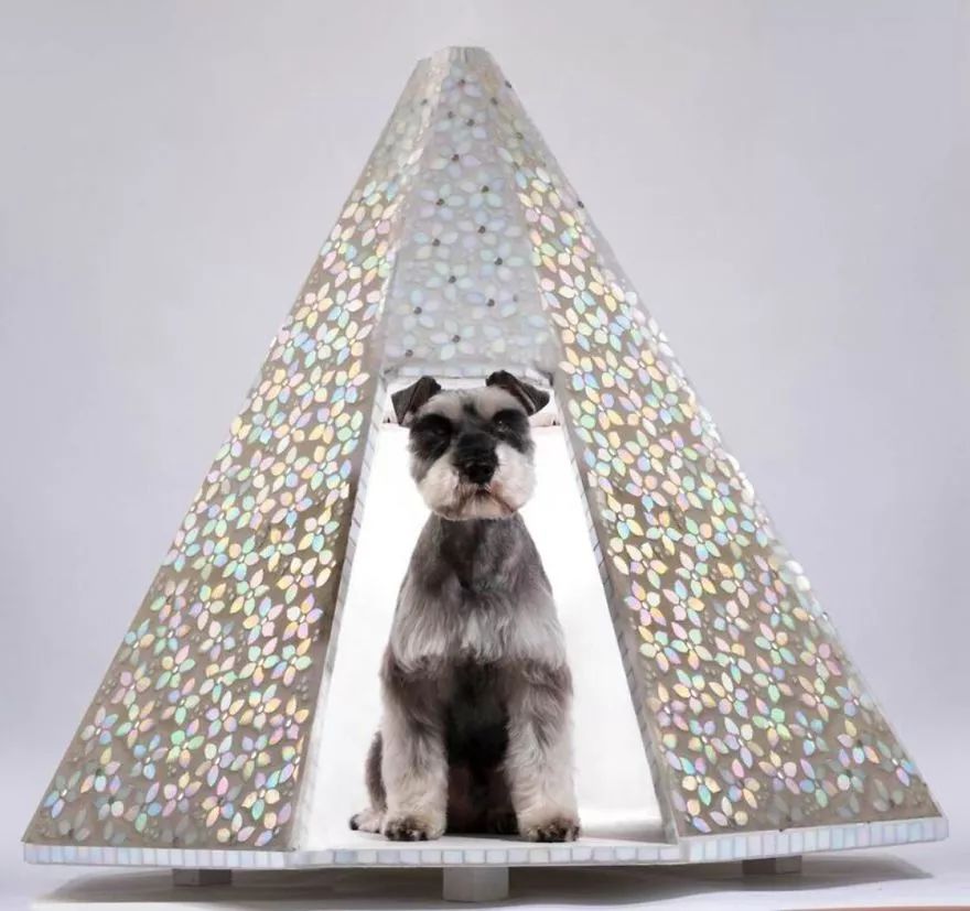 看了这几张狗窝图，真的体会到了活得不如汪