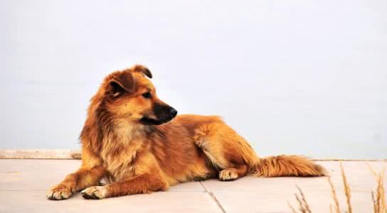 最后护主的狗狗排名,测试狗狗护主视频