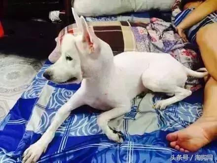 如何让金毛成为拉布拉多,金毛变装霸气视频