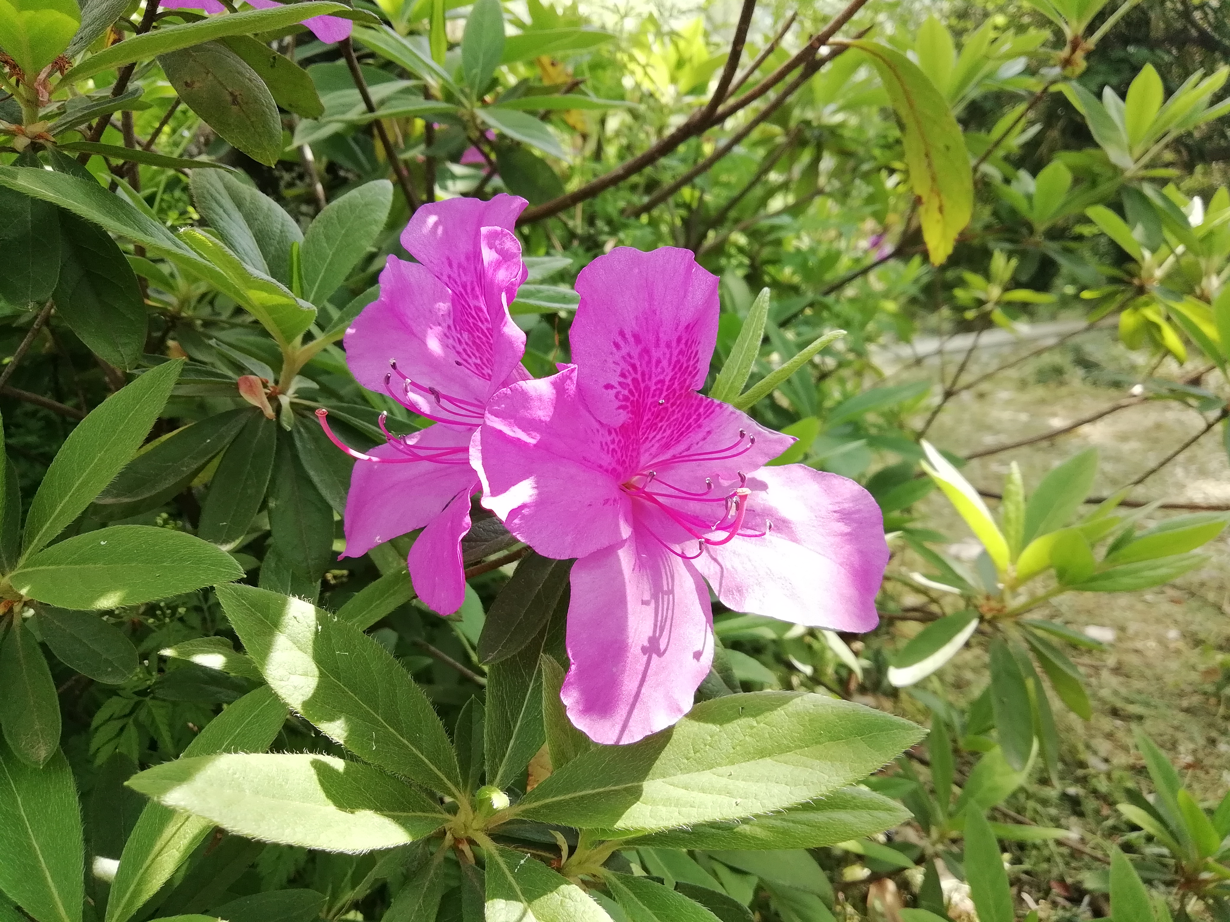 华为畅享20pro8+128手机价格,这些年的华为