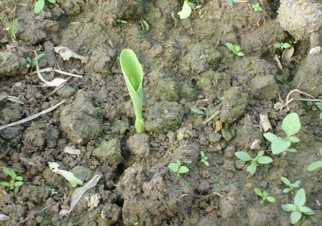 玉米播种后没发芽该怎么办,玉米播种后不出芽怎么回事