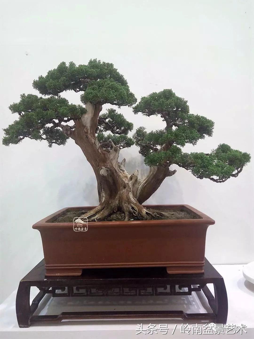 双杆罗汉松树盆景造型,双斜杆盆景